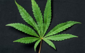 pot leaf cannabis fan leaves sugar leaves plant structure