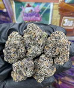 Sweetz Exotics Trap House Edition