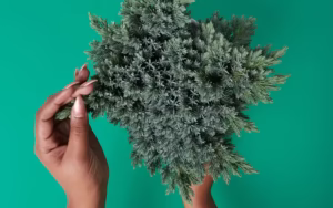 pinene terpene effects