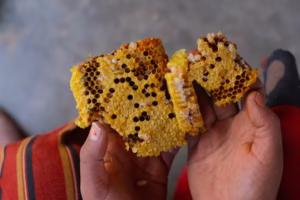 mad honey strain cannabis buds close up view