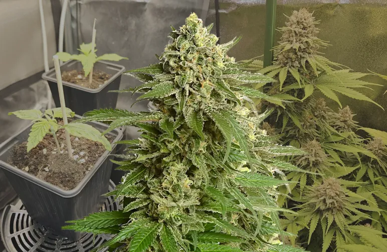strange haze #8 strain review